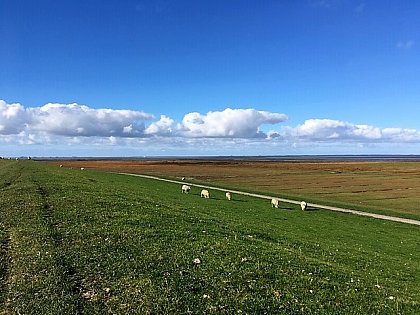 Blick vom Deich auf der Nordseeinsel Pellworm zu meiner 
Forschung im Zeitraum von August bis Oktober 2018. Zu sehen 
ist 
der beweidete Deich mit den Salzwiesen als Deichvorland. 
Einen Fokus meiner Untersuchung bilden die verschiedenen 
Akteure im Natur- und Kstenschutz der Insel. Photo: Nele 
Hoffmann